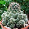 Pediocactus _simpsonii _SB586 _07